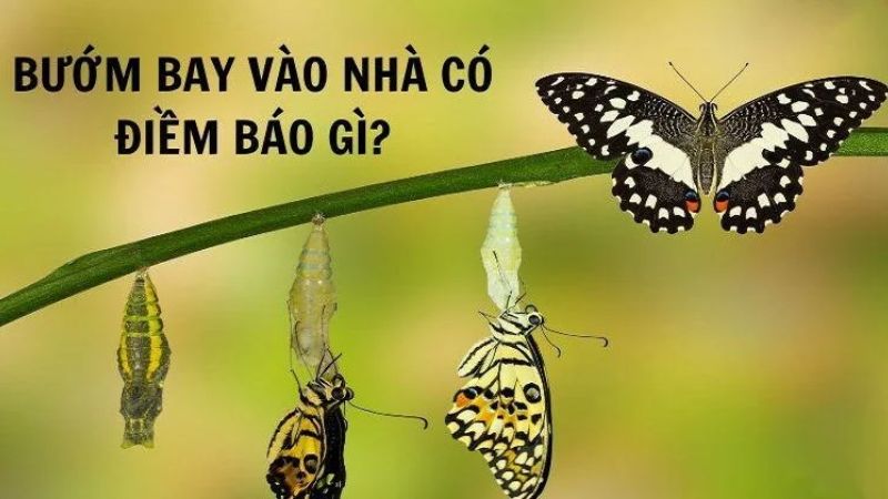 Điềm báo Bướm bay vào nhà đánh con gì