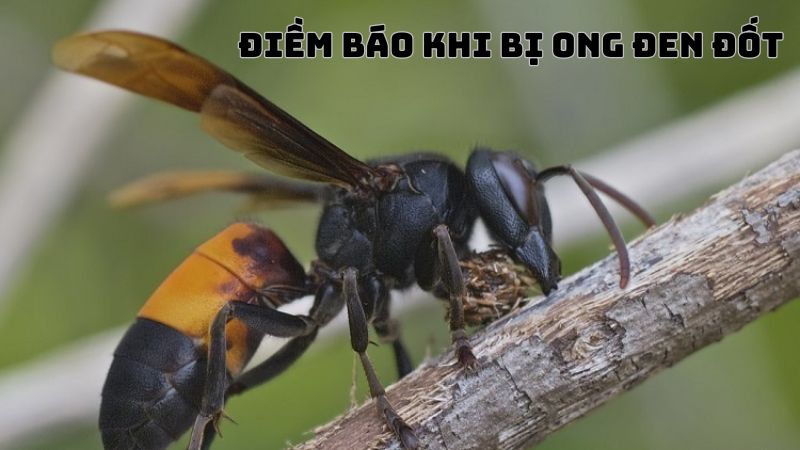 Giấc mơ bị ong đốt đánh con gì