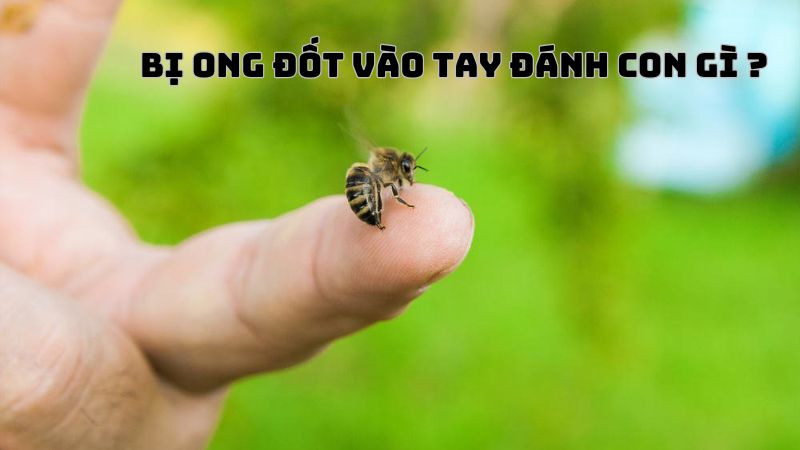 tay bị ong đốt đánh con gì 