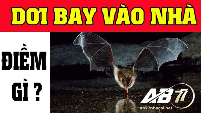 hiện tượng con dơi bay vào nhà 