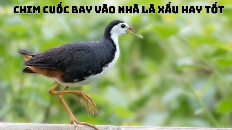 chim bay vào nhà đánh con gì - chim cuốc