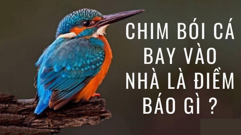 chim bay vào nhà đánh con gì - chim bói cá