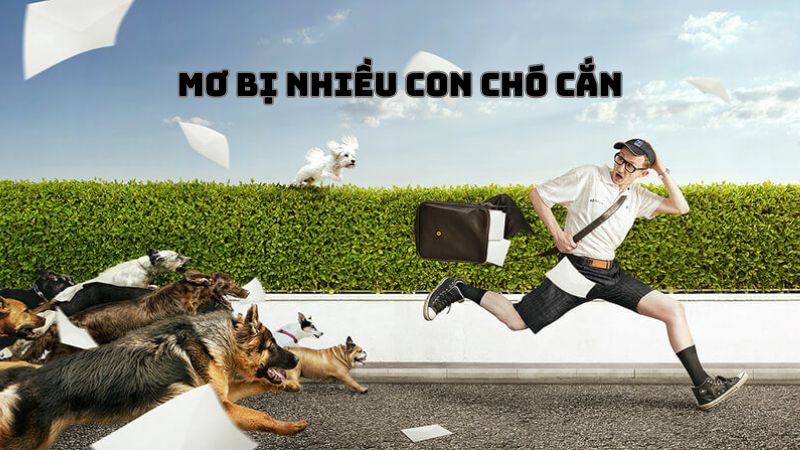 Mộng thấy bị nhiều con chó cắn thì đánh con gì?