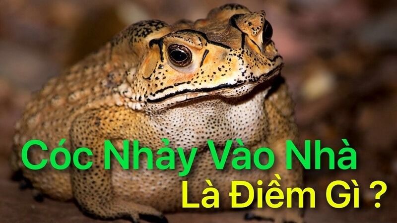 Con cóc vào nhà đánh số mấy